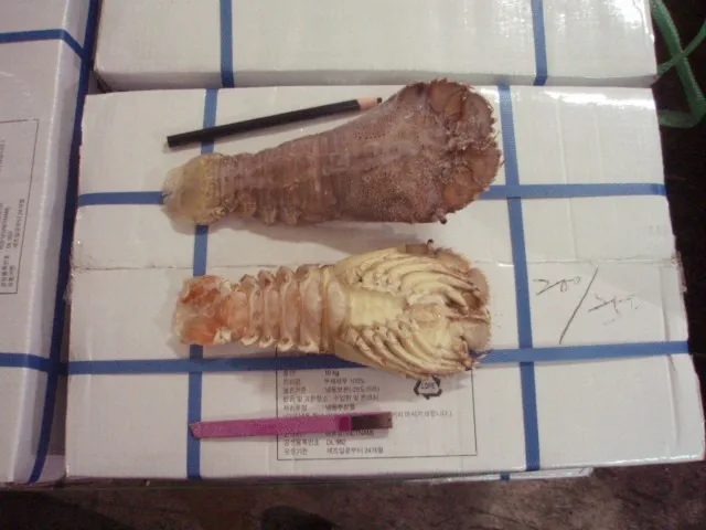  Замороженный песчаный Лобстер из Вьетнама