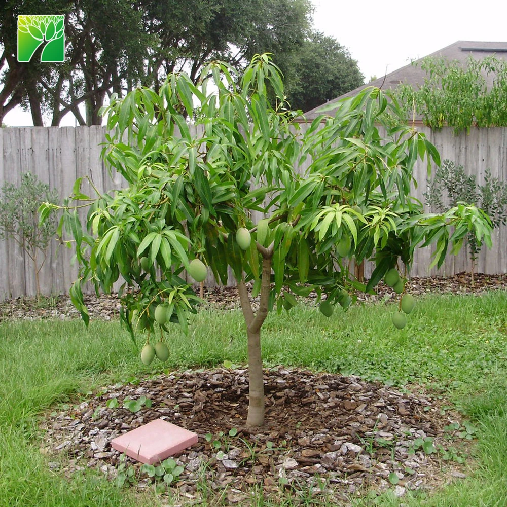 
Распродажа, саженцы манго со сладким вкусом, фруктовое дерево, саплинг мангифера индийская 