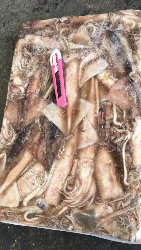 
2021 New season frozen Todarodes Pacificus Squid 