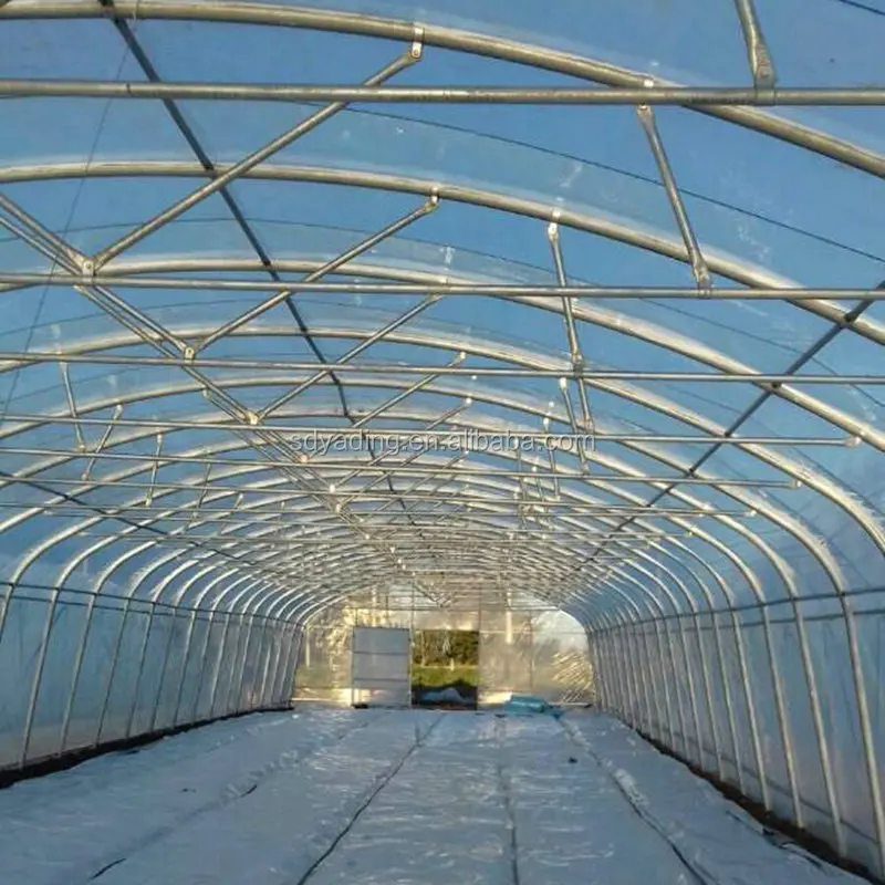 commercial greenhouse for chickens