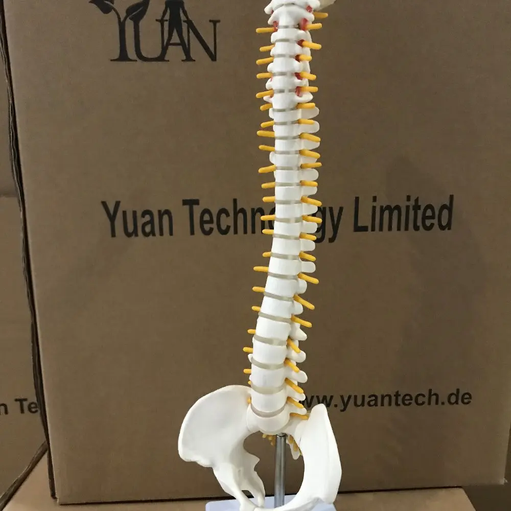 Nature Size Normal Occipital Spine Model with Pelvis and Femur Head Plastic Model