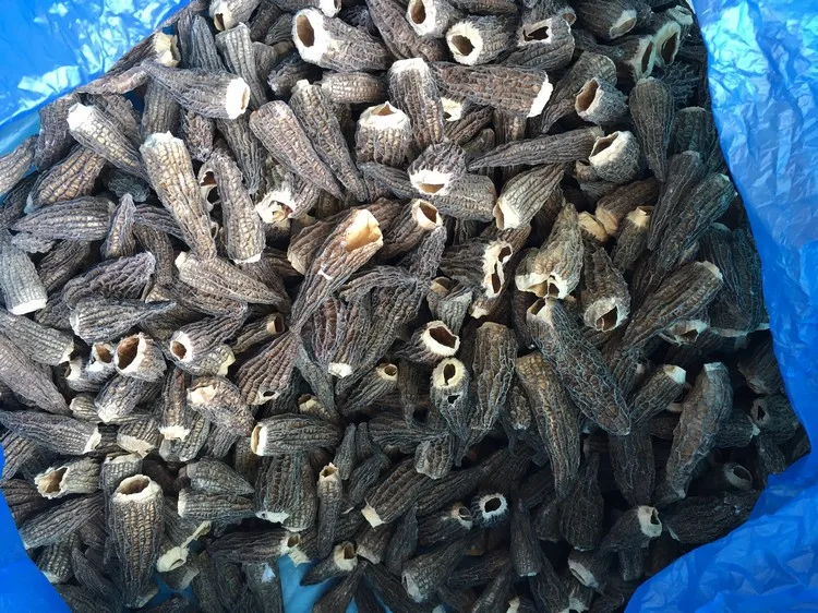 
top quality cheap price dry wild mushroom morchella conica 