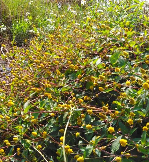 Hotsale china Natural paracress sichuan buttons dried Acmella oleracea plants cuts