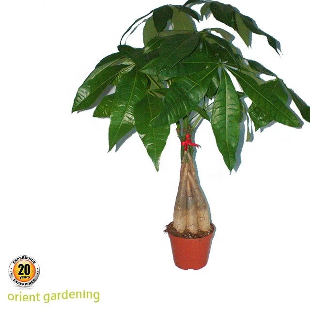 low price pachira five Braided tree brings luck pachira marcocarpa house plant best quality
