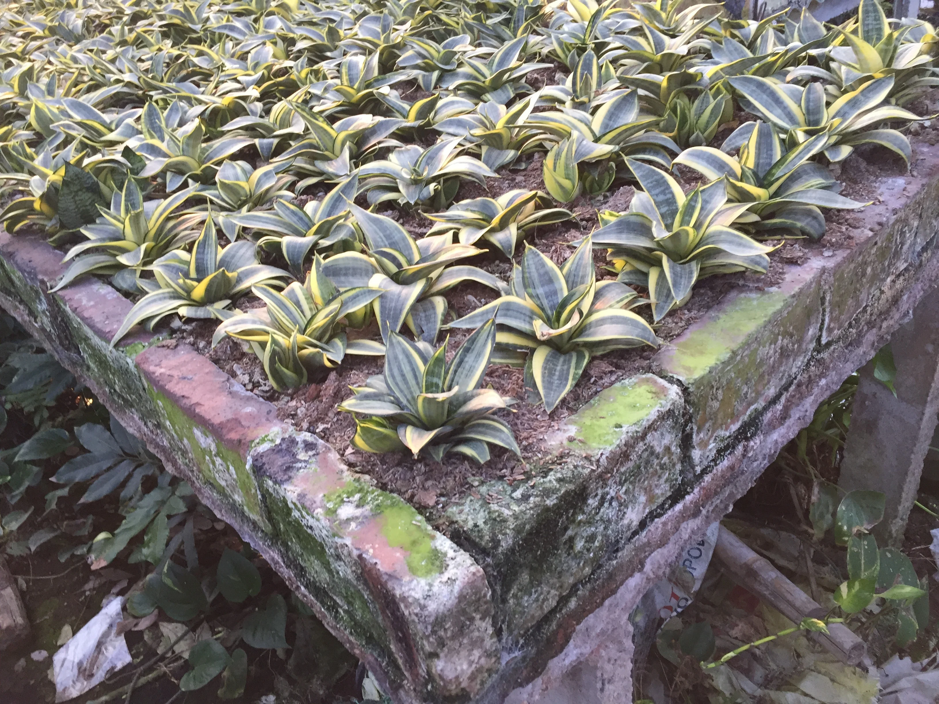 
Sansevieria Hahnii Indoor Decoration for Wholesale 