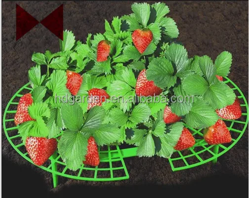 
strawberry support ,plant support 