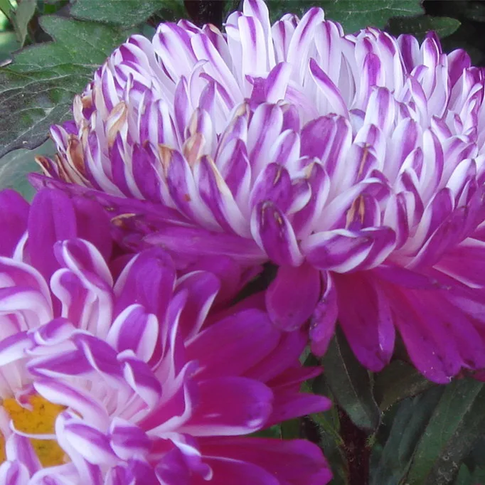 2021 China Aster Seeds, Different Types Flower Seed For Sale