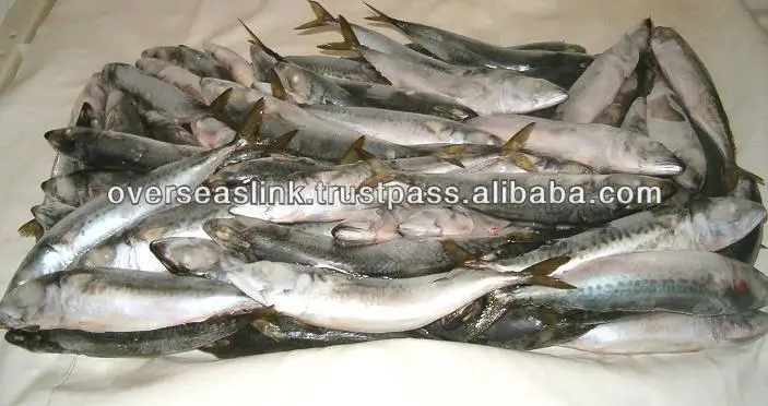 High Quality BQF olig mackerel horse mackerel seafood from Morocco