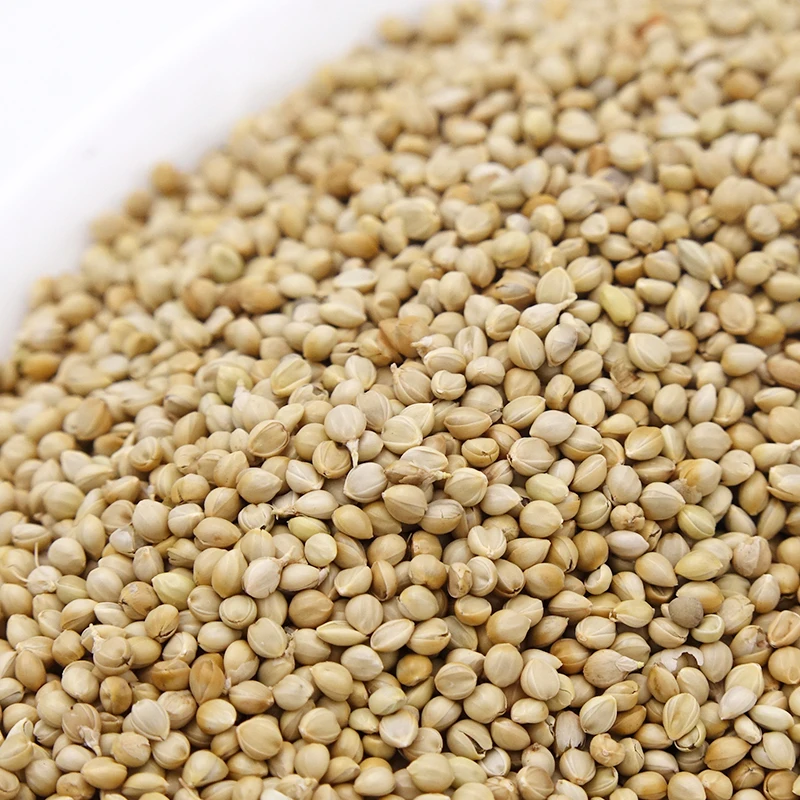 
New crop white foxtail millet for bird seed 