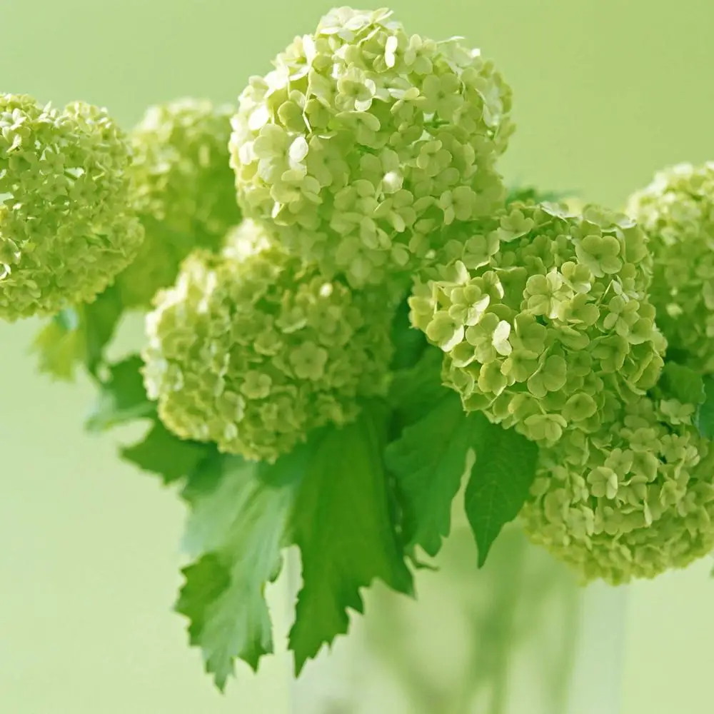 
Chinese Snowball Bush Tree Seedlings,Hydrangea L. 