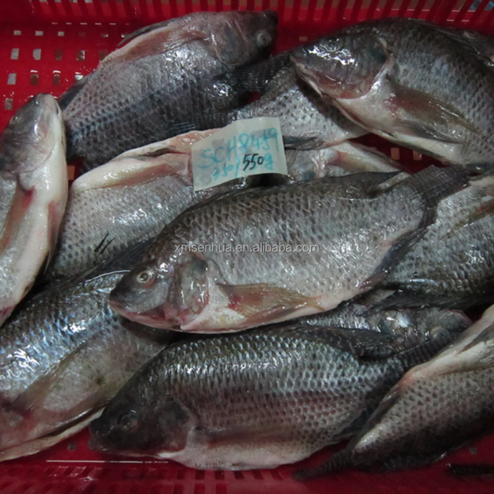 
IWP Frozen Black Tilapia Fish For Sell 