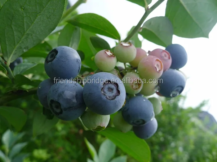 
Vaccinium Spp fruit seedling blueberry seedlings large quantity low price 