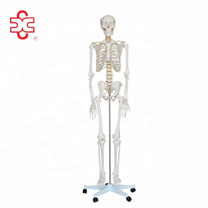 Artificial Human Skeleton for Nurse Training and Nursing School