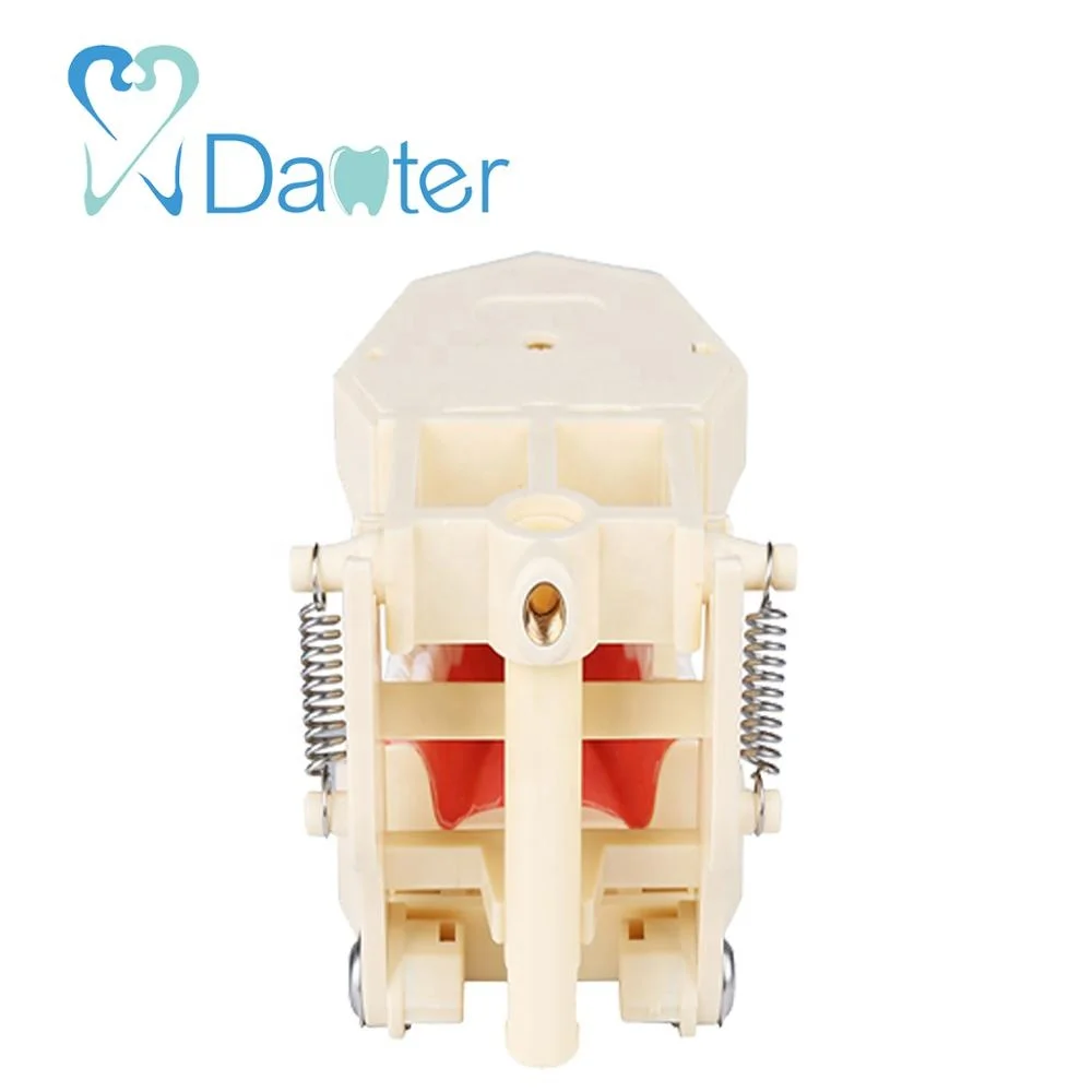 attractive price dental standard model with 32 screw in teeth with soft gingiva and articulator