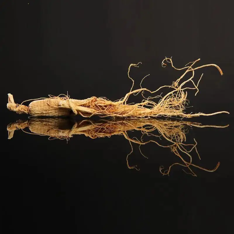 
Free Sample Changbaishan Ginseng Distributors Organic Panax Ginseng 