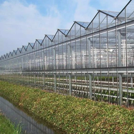 
Reliable venlo glass greenhouse with hydroponics and aeroponic system 