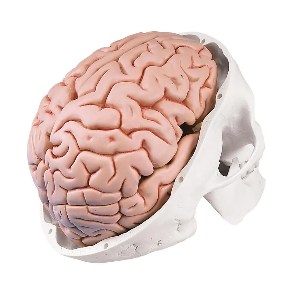 Human Plastic Skull with brain anatomical model