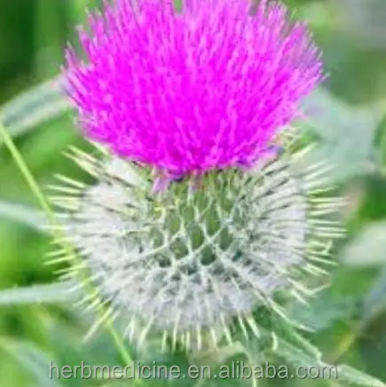 Shui fei ji высокое качество Китай сушеные полностью Горячая Распродажа Семена расторопши