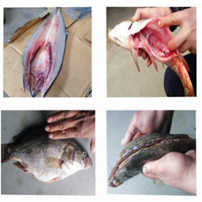 China Factory Price Fish Cleaner Machine