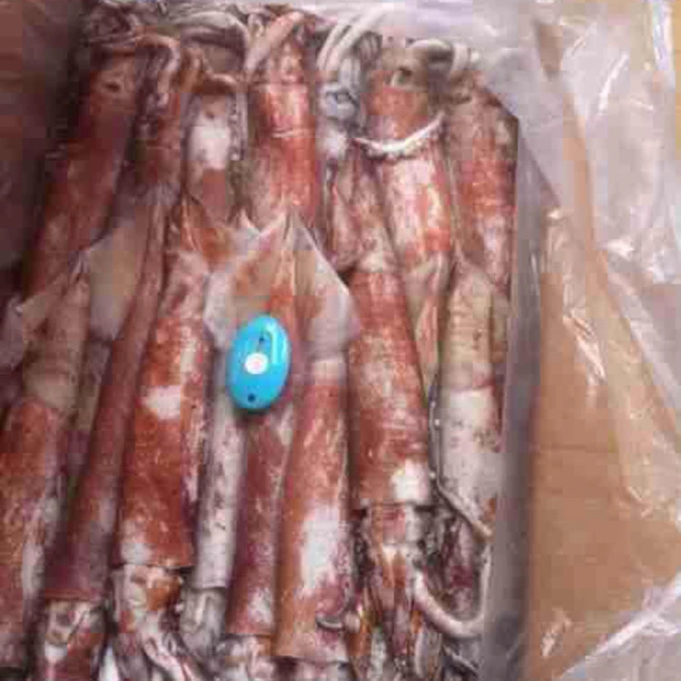 
frozen illex squid whole round Chinese Loligo Squid frozen illex squid for sale 