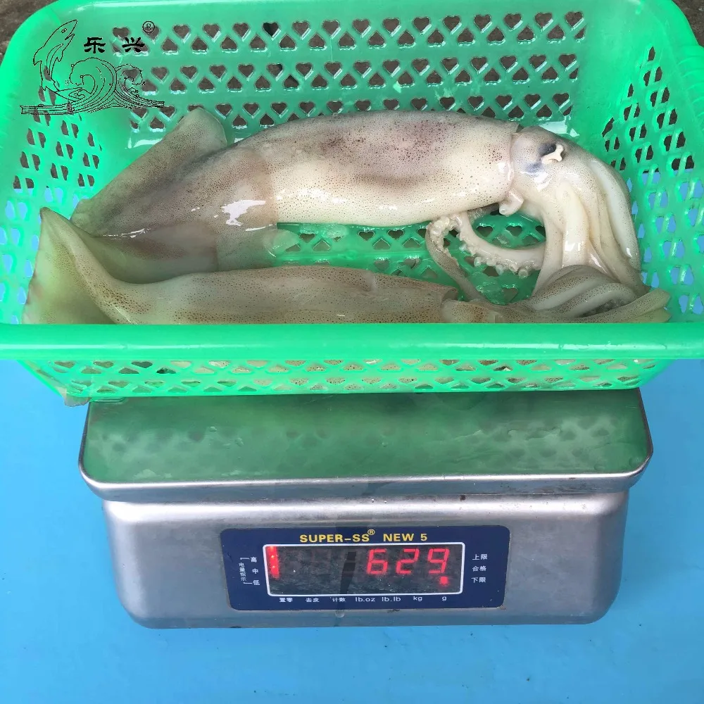 Frozen illex squid IQF