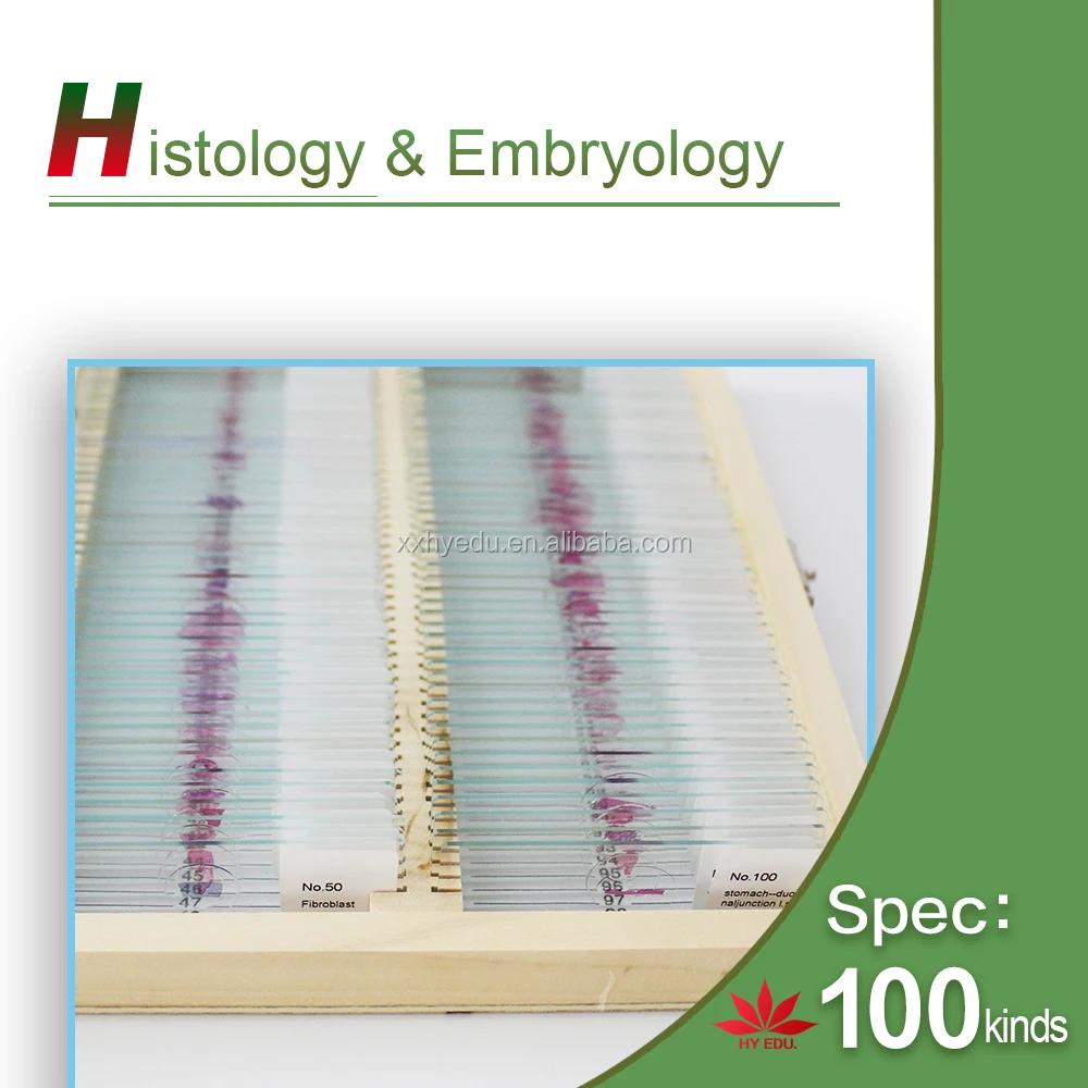 Most popular fixed set 100pcs set wooden box histology slides,human histology slides,Animal histology slides