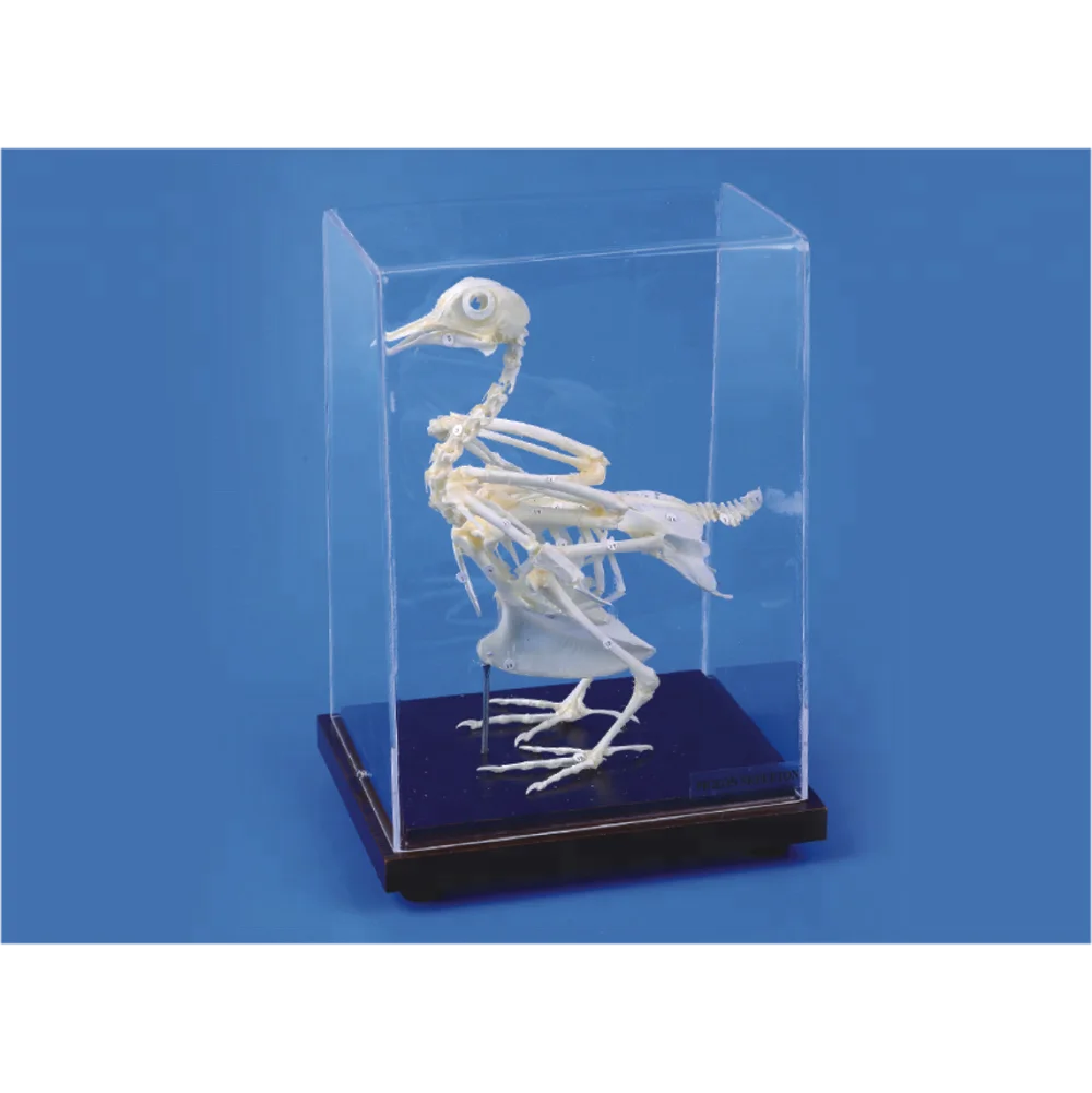 Pigeon skeleton specimen model for School Teaching