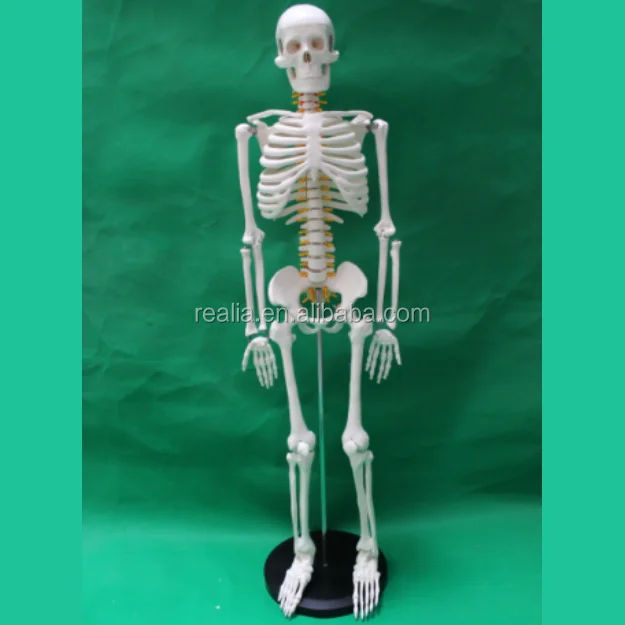 85cm skeleton model With nerve and intervertebral disc
