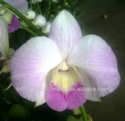 
BB Orchids Dendrobium plants big white pink sweet 