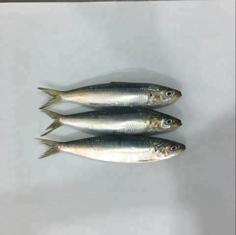 Good Quality Wholesale Frozen Sardine Fish