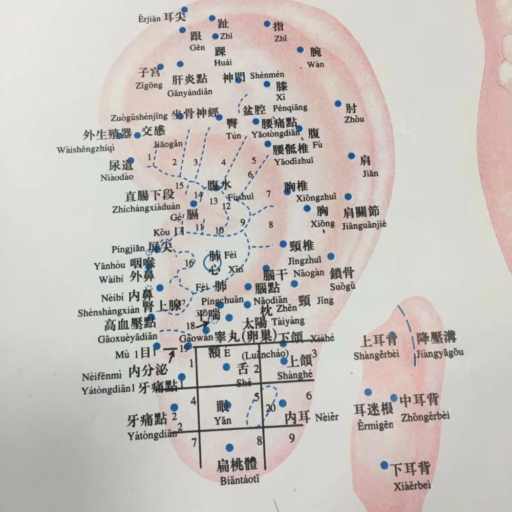 Chinese medical Acupuncture Charts points (Front, side, reverse side)