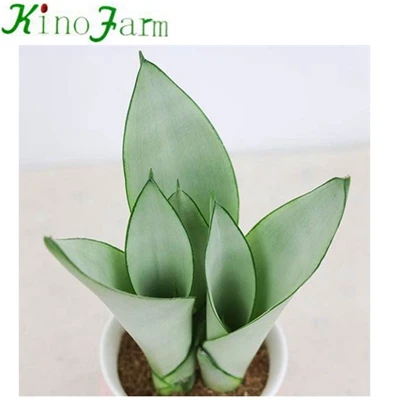 
 Комнатный мини Sansevieria Moonshine  