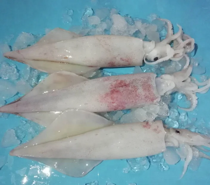 Новое поступление, цельная круглая замороженная логомерная кальмара, цена