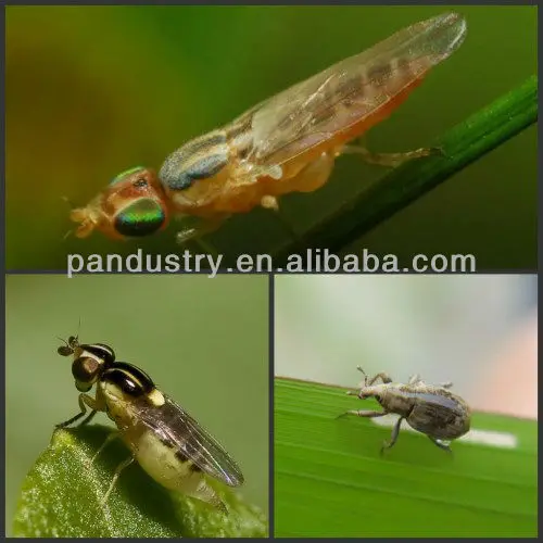 
Agrochemical insecticide 138261-41-3 95%tc Imidacloprid 