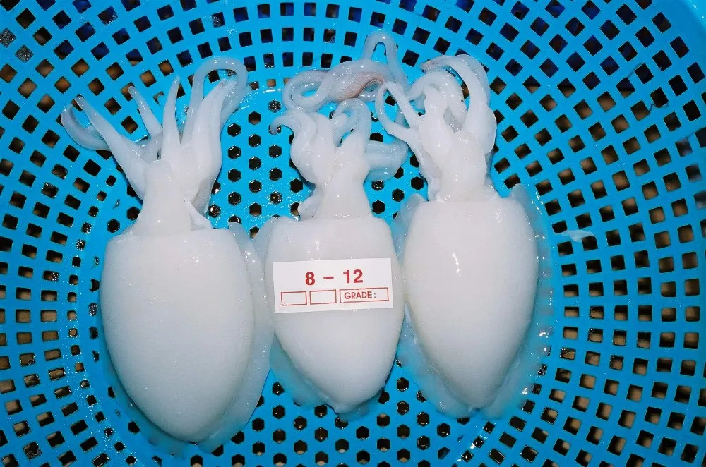  Замороженная детская морская рыба из Вьетнама