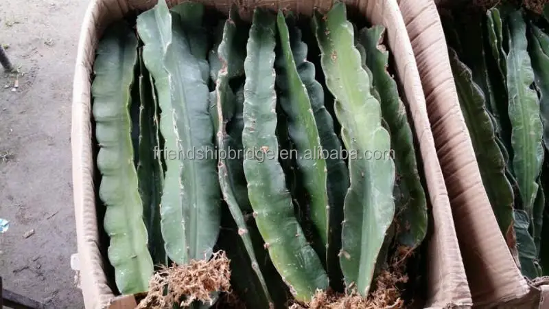 
Dragon Fruit Plant Nurseries for Sale 