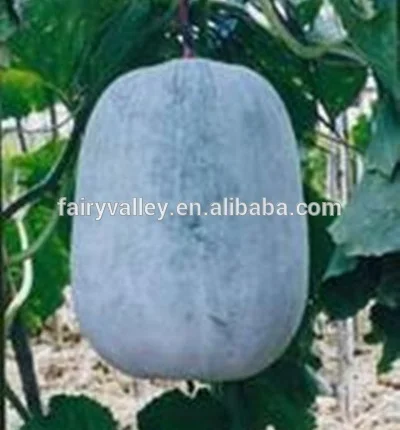 Winter Melon Seeds-Wax gourd seeds for growing