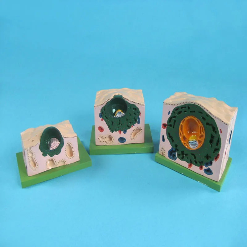 
Biology Education Equipment Anatomical Human Embryo Development Model Set 