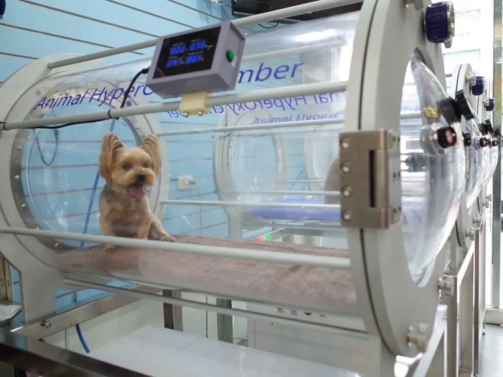 Big animals veterinary equipment 1.3ATA hyperbaric oxygen chamber