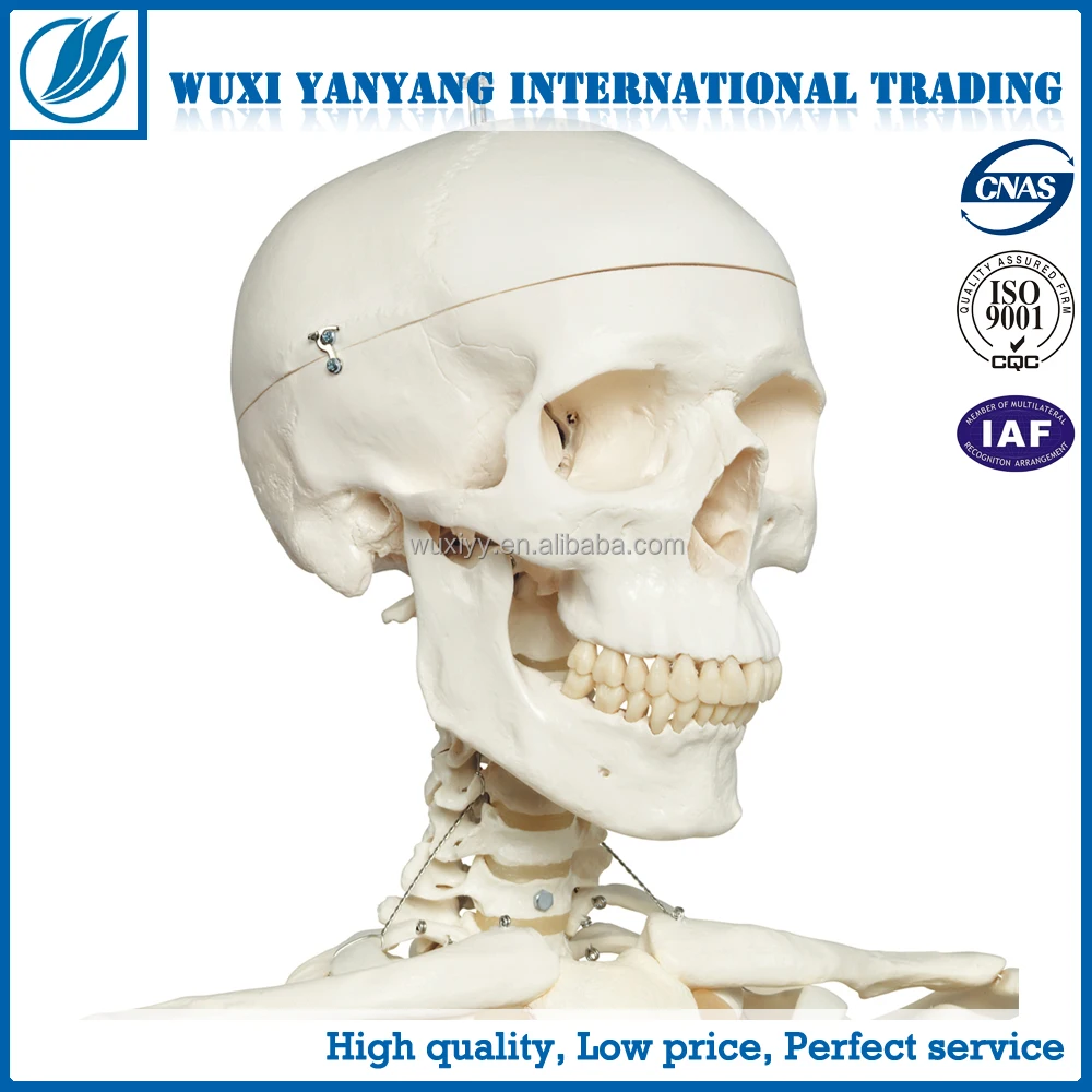 Full Size 170 Cm Human Skeleton with Open Skull, Muscle Painted and Ligament