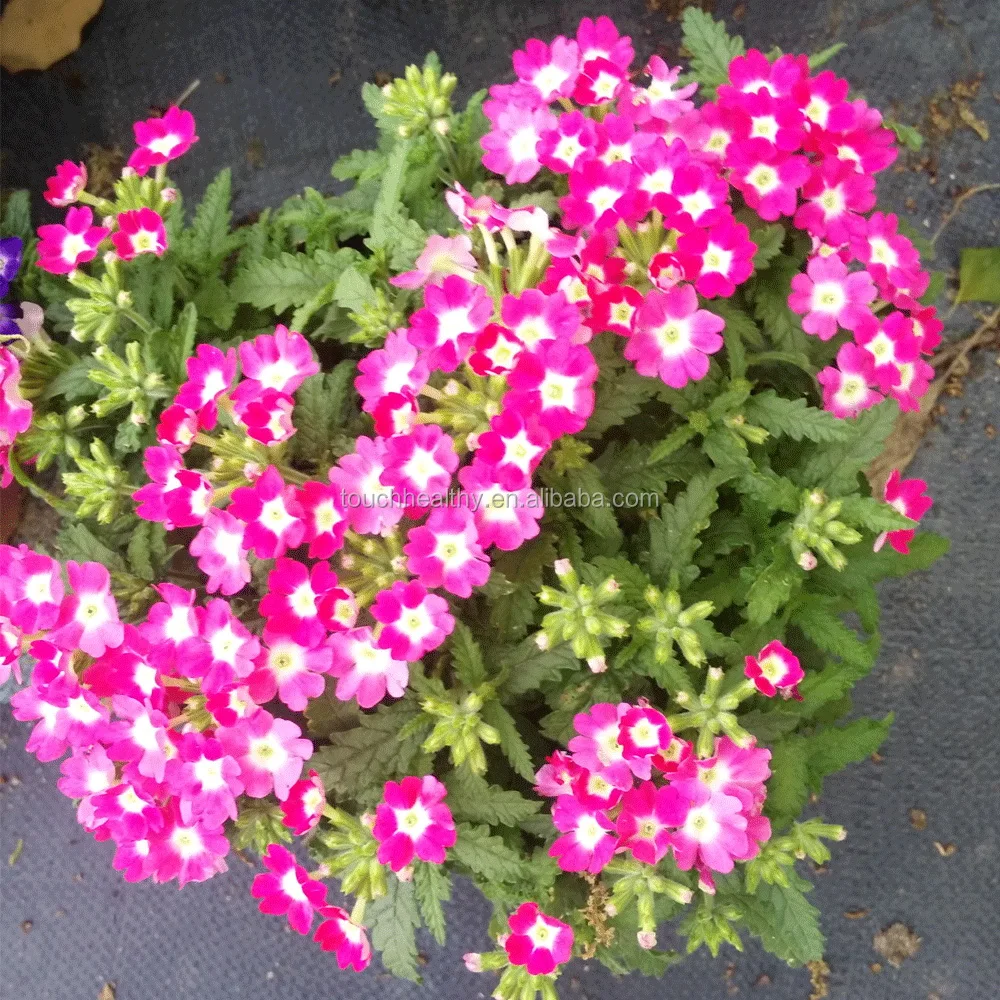 2021 Touchhealthy Поставка семян садового цветка вербены тенеры для посева 500 грамм/пакеты
