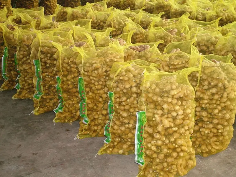 
Fresh Ginger Seller in China- Lowest Price with Good Quality 