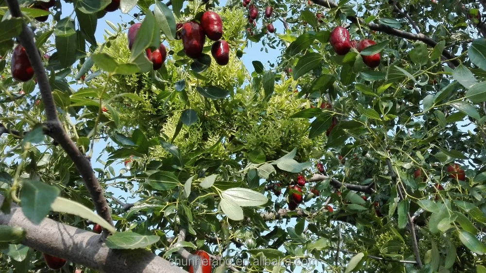 Dried Fruit Chinese Red Dates Jujube