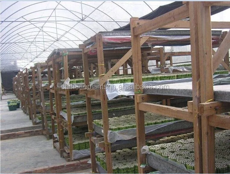 
Tower Lucky Bamboo Dracaena Sanderiana 