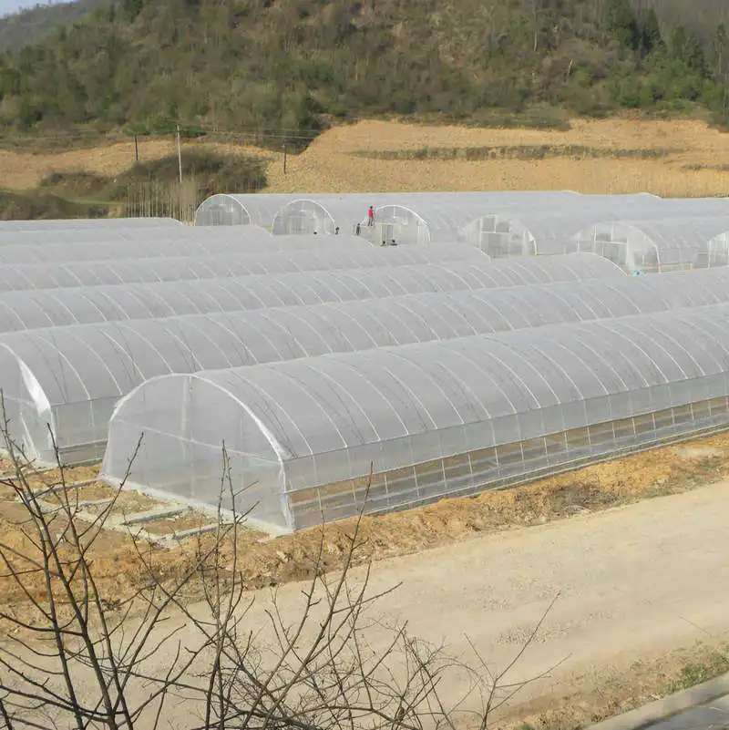 agricultural polytunnel greenhouse shouguang commercial greenhouse