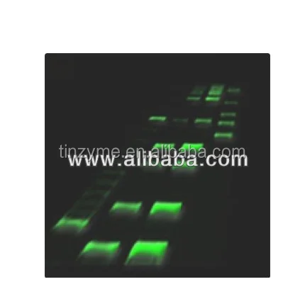 
DNA safe Stain DNA dye 