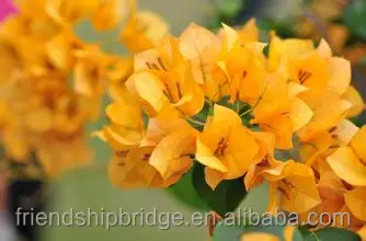 Bougainvillea Potted Plants, white, purple, double colour Bonsai