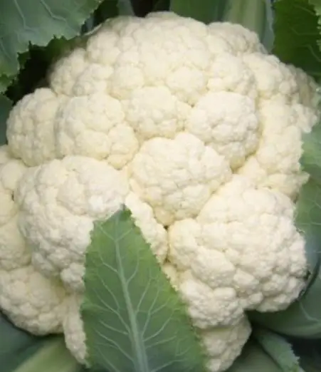 
2000 seeds/bag high quality F1 vegetable Cauliflower seed for planting 