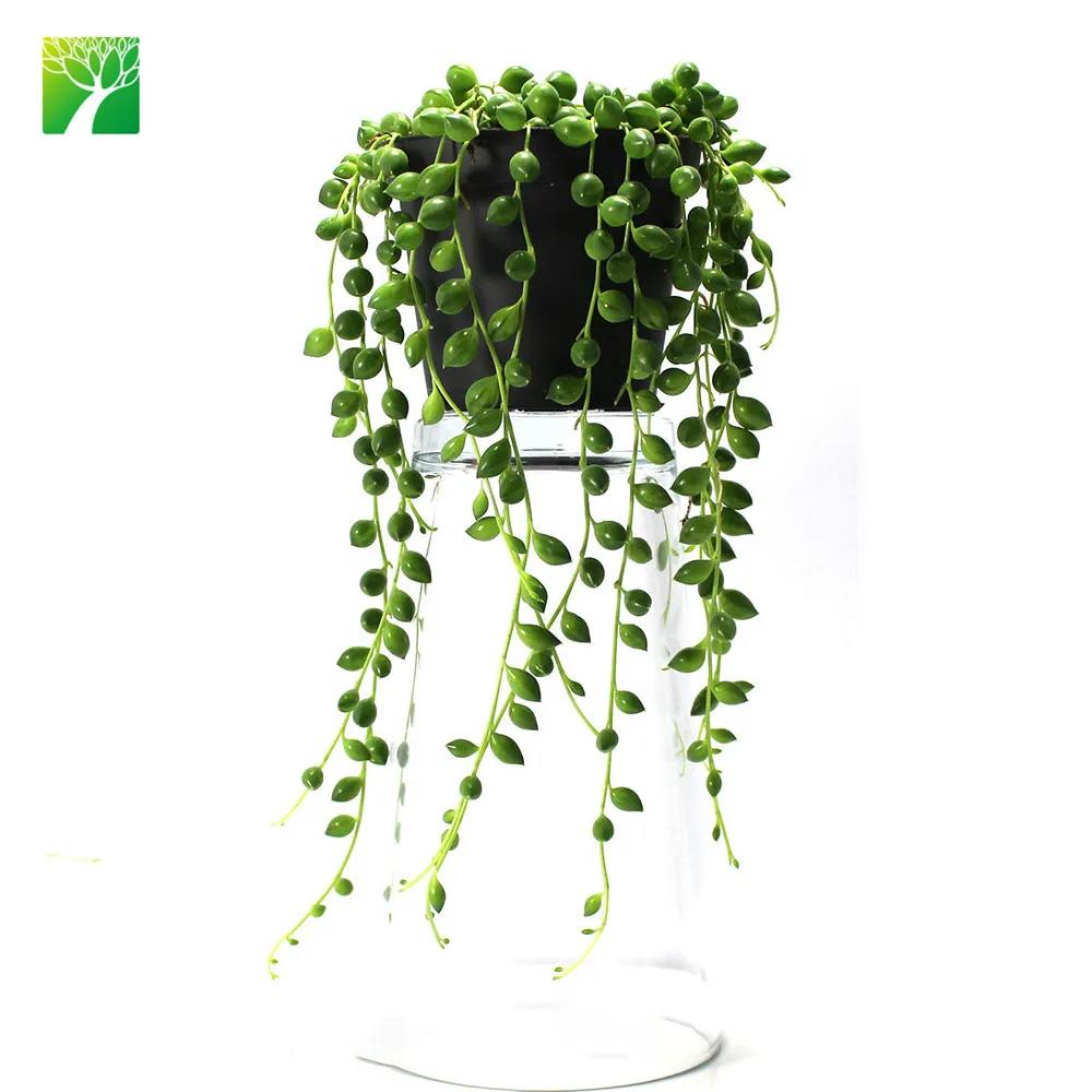 Горячая Распродажа 60-90 см тропы высотой подвесные живые суккуленты из жемчуга Senecio rowleyanus