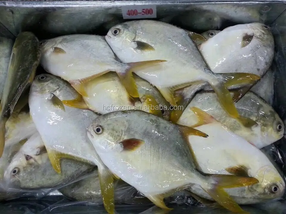 High quality FROZEN GOLDEN POMFRET
